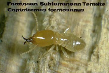 Formosan Soldier Termite