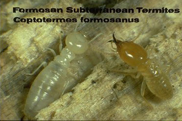 Formosan worker and soldier termites