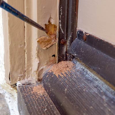 Termite infestations in Santa Barbara County